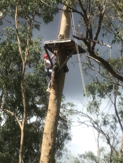 Tree Climbing Activity